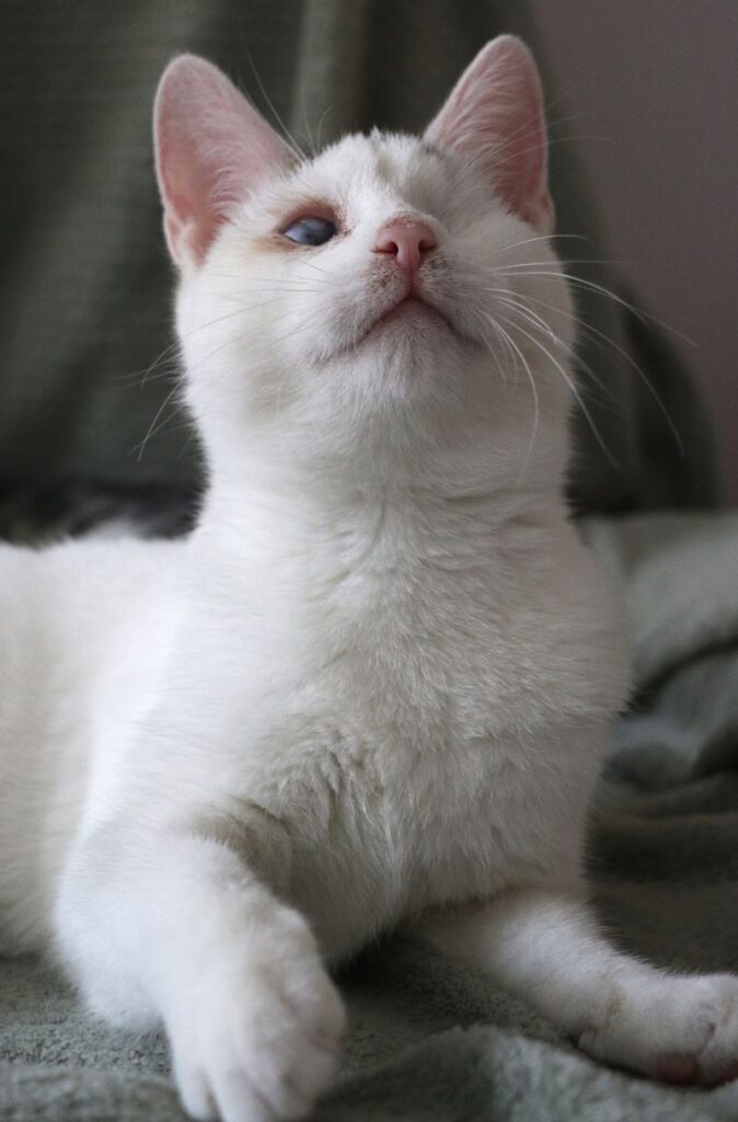 Cara