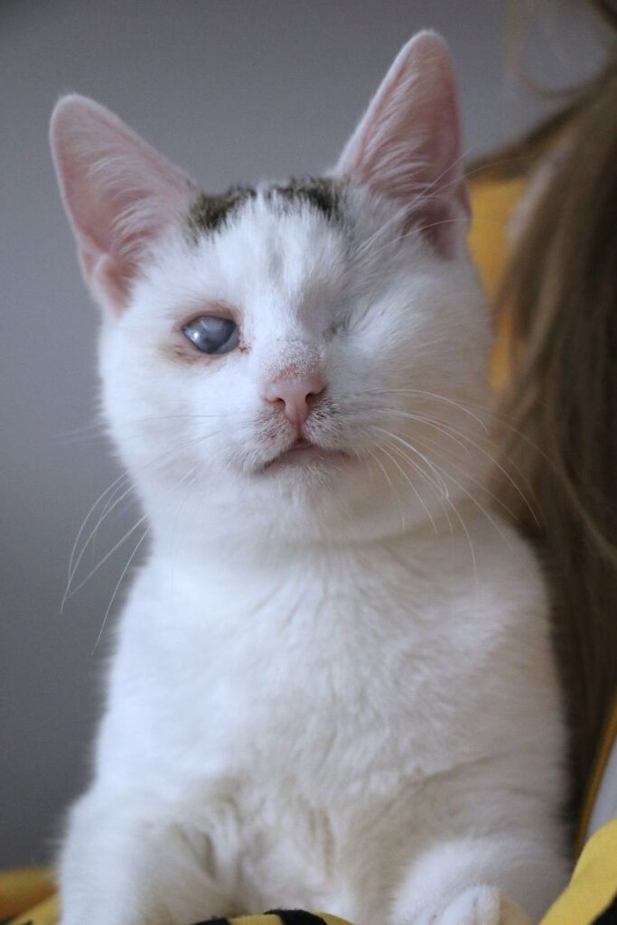 Cara