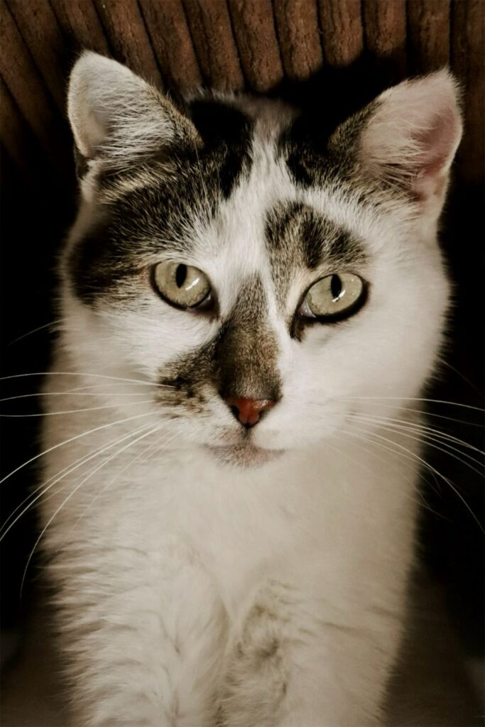 Tija