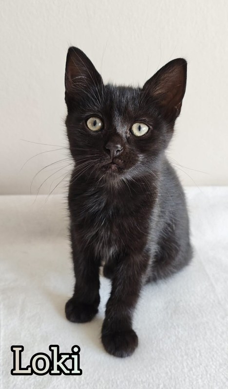 Loki