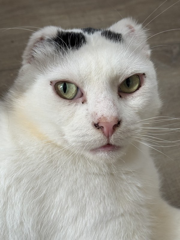 Remik
